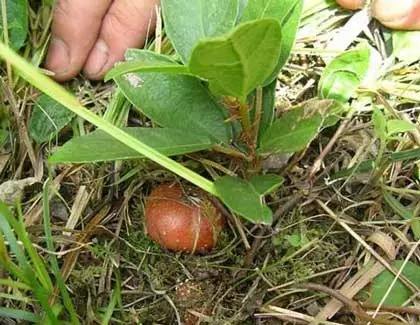 野生地枇杷的功效与作用